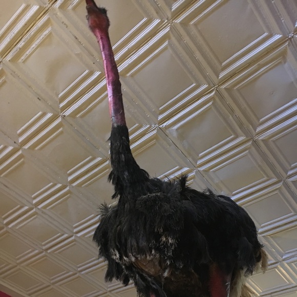 Meet your Posher, Thereasa - Picture 1 of 1